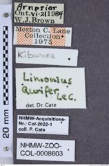 Etiketten zu Limonius aurifer (NHMW-ZOO-COL-0008603)